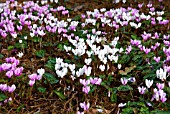 CYCLAMEN HEDERIFOLIUM