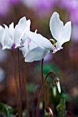 CYCLAMEN HEDERIFOLIUM