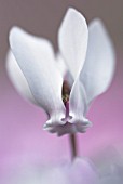 CYCLAMEN HEDERIFOLIUM