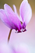 CYCLAMEN HEDERIFOLIUM