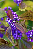 CALLICARPA BODINIERI VAR GIRALDII PROFUSION