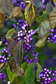 CALLICARPA BODINIERI VAR GIRALDII PROFUSION