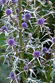 ERYNGIUM VARIIFOLIUM