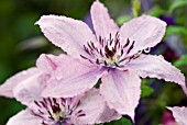 CLEMATIS HAGLEY HYBRID