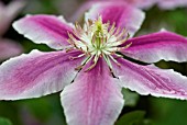 CLEMATIS DOCTOR RUPPEL