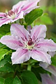 CLEMATIS JOHN WARREN