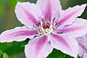 CLEMATIS JOHN WARREN