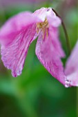 CLEMATIS ALJONUSHKA OR ALIONUSHKA