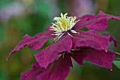 CLEMATIS NIOBE