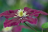 CLEMATIS NIOBE