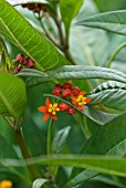 ASCLEPIAS CURASSAVICA PASSARO SCARLET