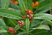 ASCLEPIAS CURASSAVICA PASSARO SCARLET