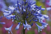 AGAPANTHUS DR BROUWER