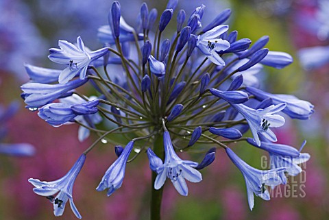 AGAPANTHUS_DR_BROUWER