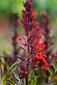 LOBELIA SPECIOSA FAN SCARLET