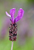 LAVANDULA STOECHAS VICTORY LAVENDER