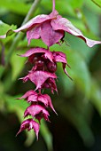 LEYCESTERIA FORMOSA, HIMALAYAN HONEYSUCKLE