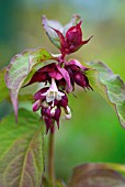 LEYCESTERIA FORMOSA, HIMALAYAN HONEYSUCKLE