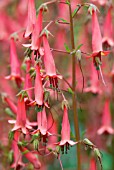 PHYGELIUS RECTUS AFRICAN QUEEN CAPE FUCHSIA