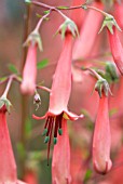 PHYGELIUS RECTUS AFRICAN QUEEN, CAPE FUCHSIA