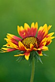 GAILLARDIA GRANDIFLORA KOBOLD GOBLIN