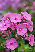 PHLOX PANICULATA PINK FLAME