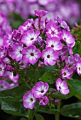 PHLOX PANICULATA PURPLE EYE FLAME