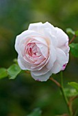 ROSA BOULE DE NEIGE ROSE