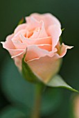 ROSA PEACH SUNBLAZE, MINIATURE ROSE