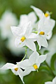 SOLANUM JASMINOIDES ALBUM, POTATO VINE