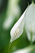 SPATHIPHYLLUM PEACE LILY