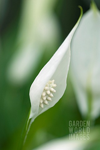 SPATHIPHYLLUM_PEACE_LILY