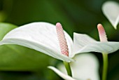 ANTHURIUM ANDREANUM MYSTRAL