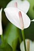 ANTHURIUM ANDREANUM MYSTRAL