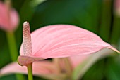 ANTHURIUM ANDREANUM MICRA