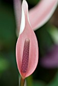 ANTHURIUM ANDREANUM MIKRA