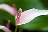 ANTHURIUM ANDREANUM BALENO