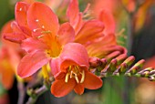 CROCOSMIA LIMPOPO MONTBRETIA