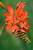 CROCOSMIA CHINATOWN