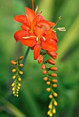 CROCOSMIA FLAMENCO