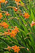 CROCOSMIA MISTRAL, MONTBRETIA