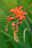 CROCOSMIA SPITFIRE, MONTBRETIA