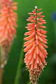 KNIPHOFIA TIMOTHY RED HOT POKER