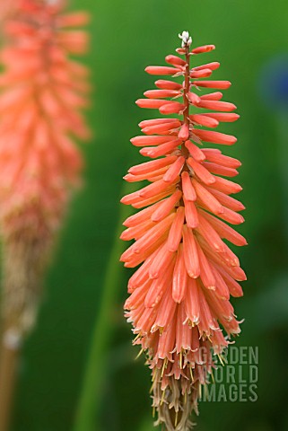 KNIPHOFIA_TIMOTHY_RED_HOT_POKER