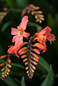 CROCOSMIA LIMPOPO MONTBRETIA