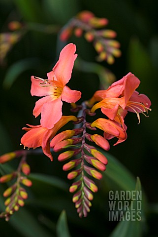 CROCOSMIA_LIMPOPO_MONTBRETIA