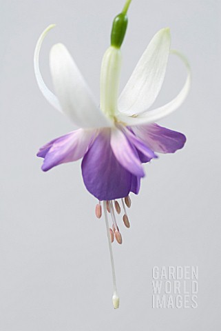 FUCHSIA_DELTAS_SARAH
