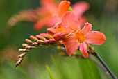 CROCOSMIA LIMPOPO MONTBRETIA