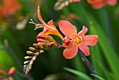 CROCOSMIA LIMPOPO, MONTBRETIA