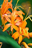 CROCOSMIA MASONIORUM ROWALLANE APRICOT